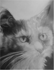 Cat Portraits 3