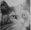 Cat Portraits