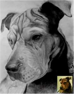 Dog Portraits 1