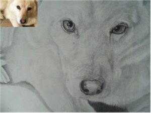 Dog Portraits 15