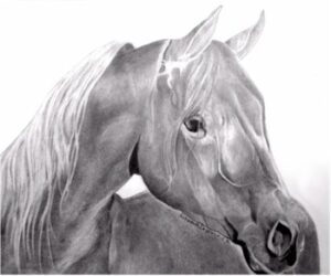 Horse Portraits 1